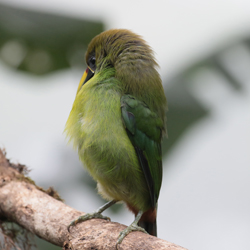 Emerald Toucanet